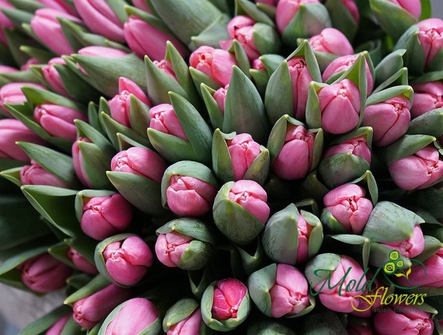 Тюльпан розовый голландский Фото